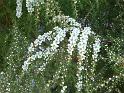 Leptospermum flavescens 'Cardwell'_2 